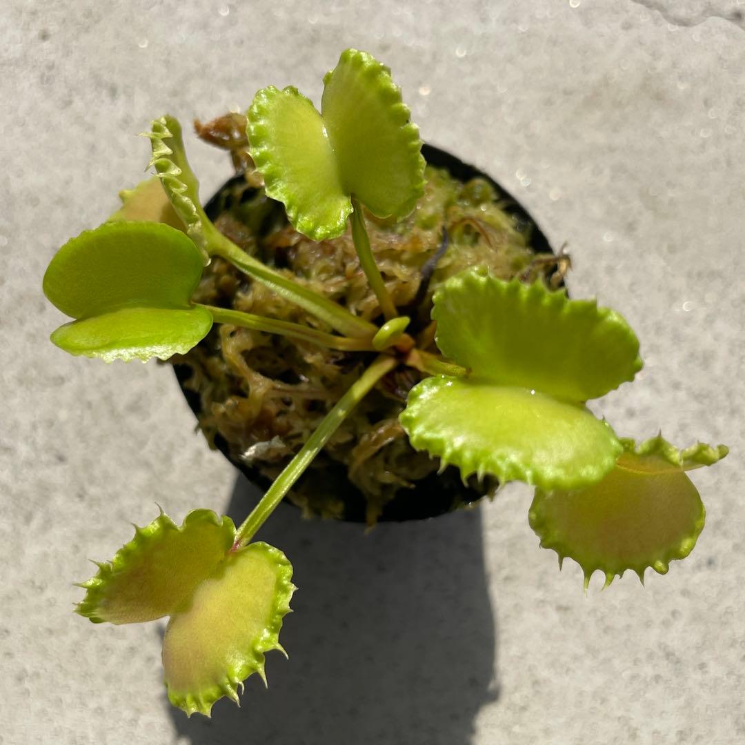 D4ワーウルフ系実生werewolf seedingハエトリソウ 食虫植物鉢ごと — image 2