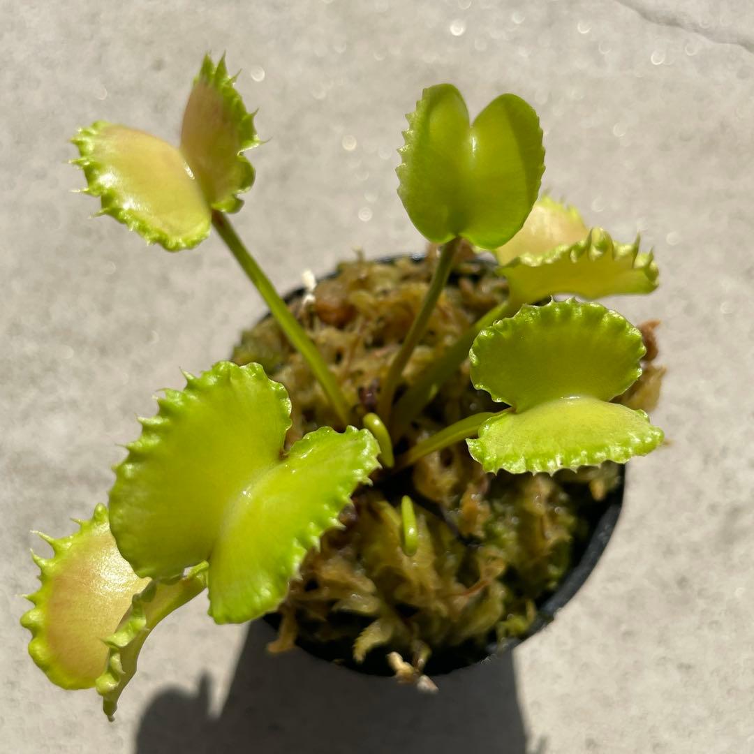 D4ワーウルフ系実生werewolf seedingハエトリソウ 食虫植物鉢ごと — image 3