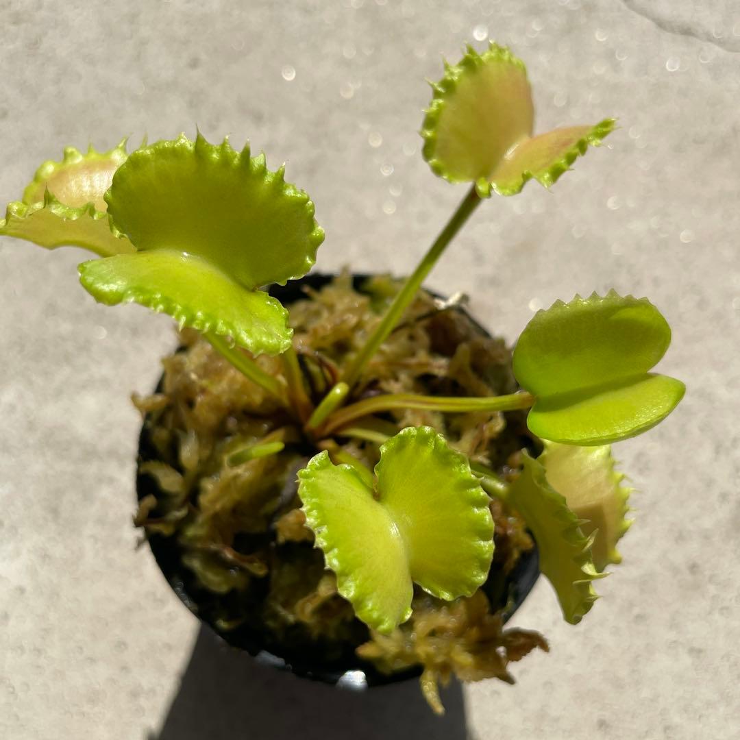 D4ワーウルフ系実生werewolf seedingハエトリソウ 食虫植物鉢ごと — image 4