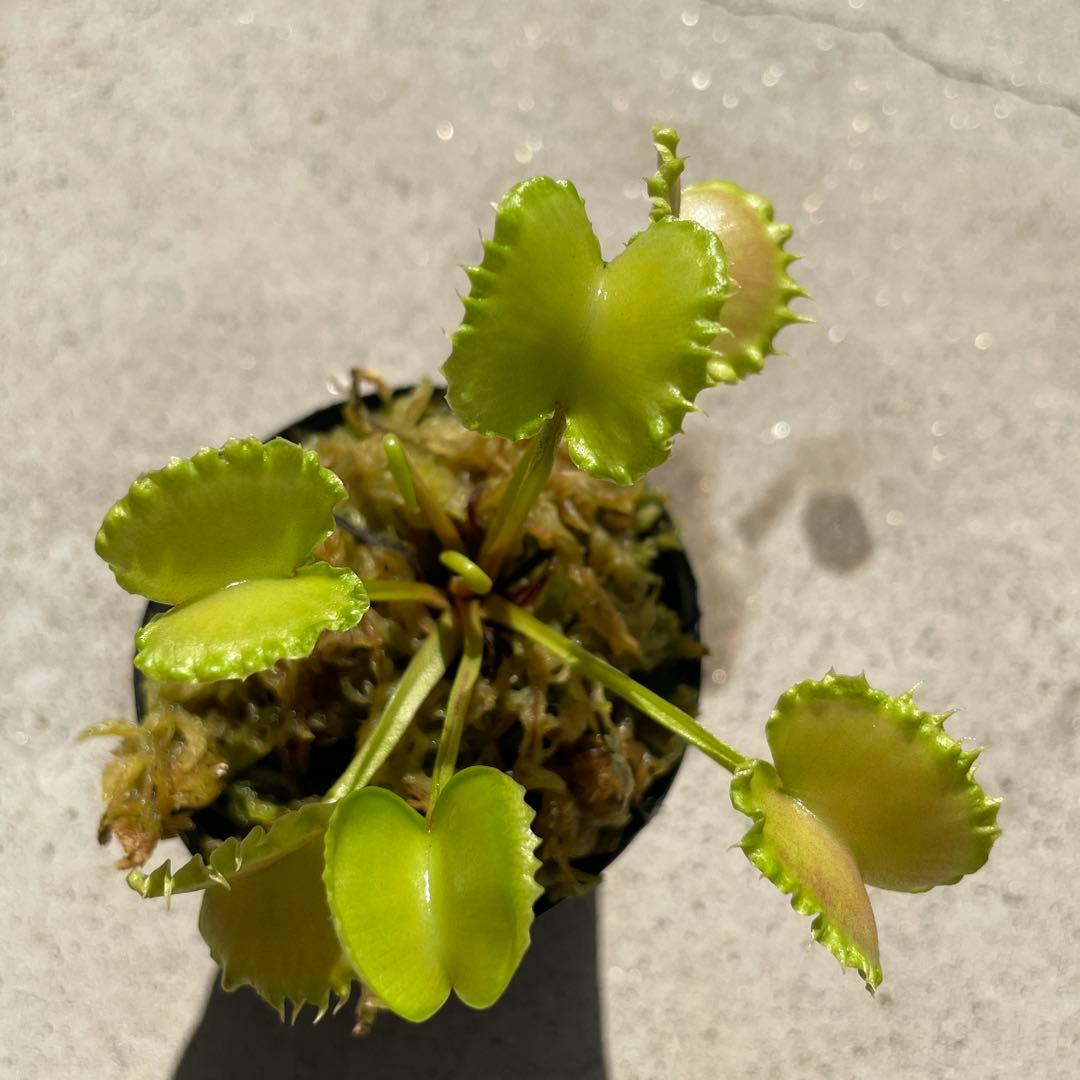 D4ワーウルフ系実生werewolf seedingハエトリソウ 食虫植物鉢ごと — image 5