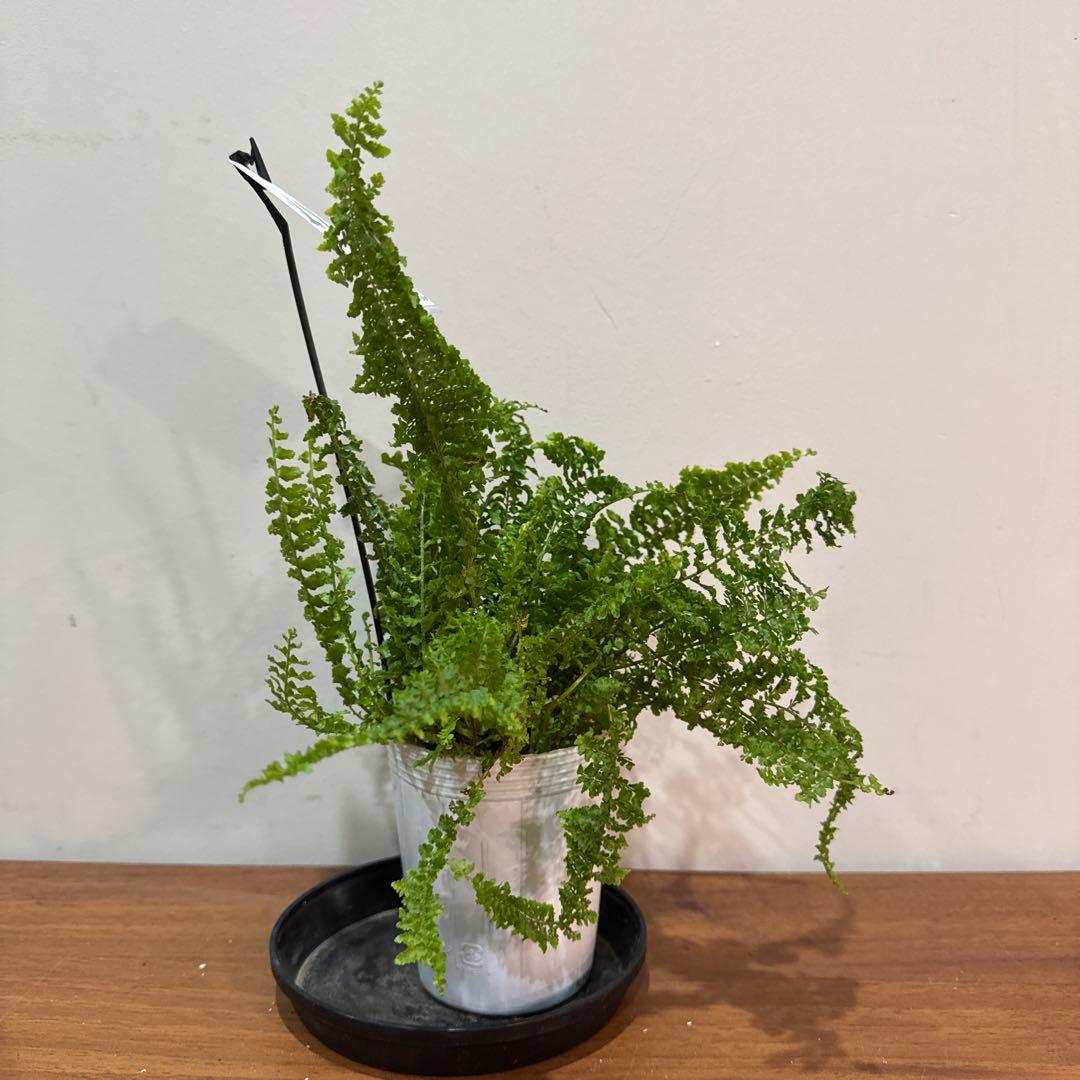 Nephrolepis exaltata FLUFFY RUFFLES — image 2