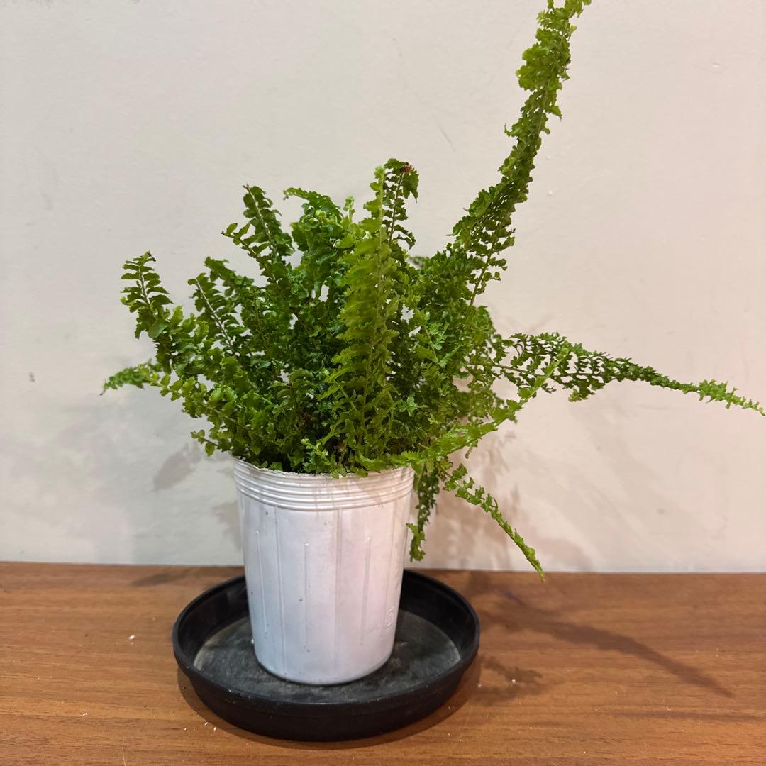 Nephrolepis exaltata FLUFFY RUFFLES — image 3