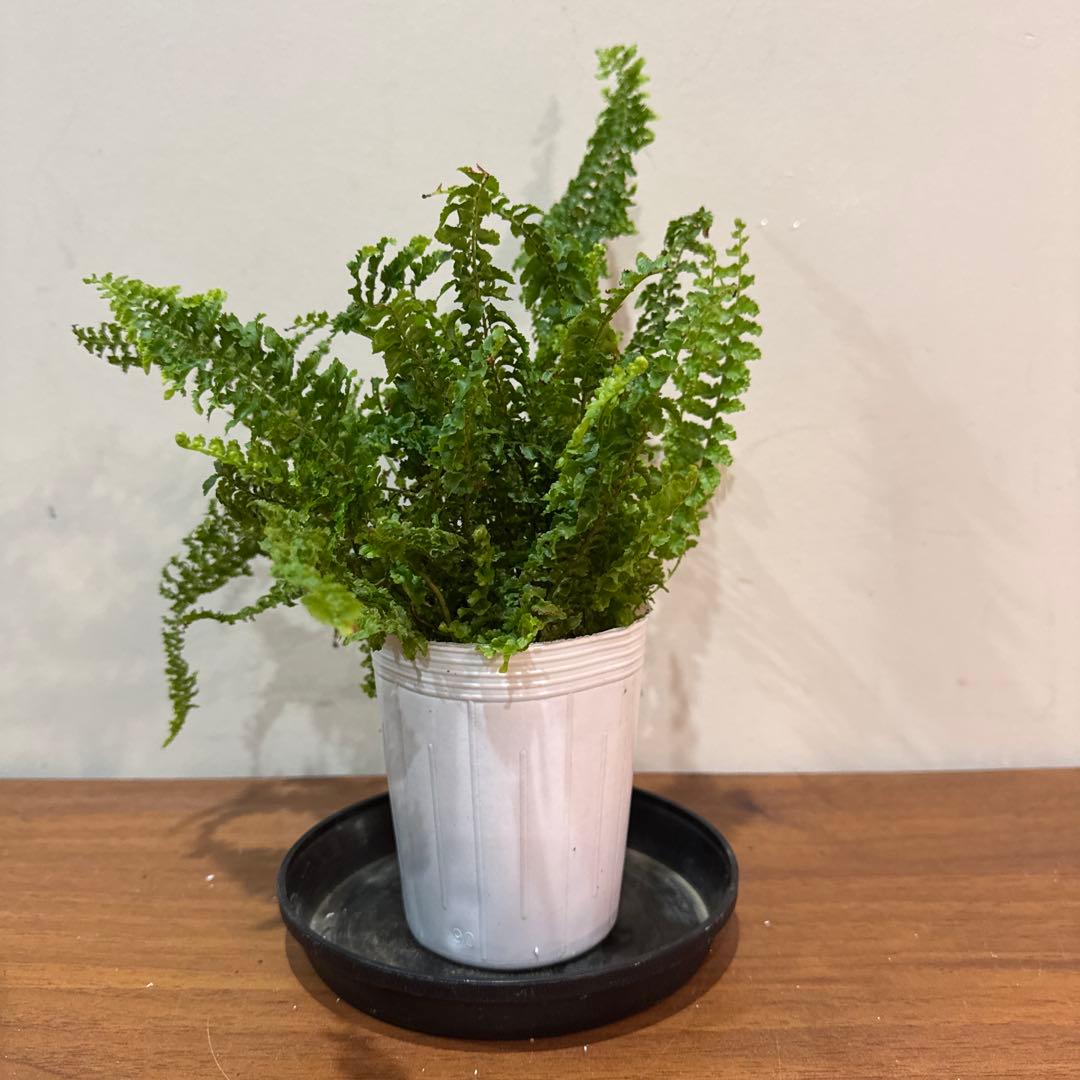 Nephrolepis exaltata FLUFFY RUFFLES — image 4