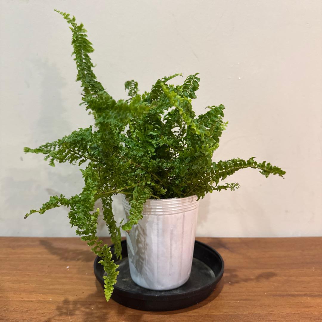 Nephrolepis exaltata FLUFFY RUFFLES — image 5