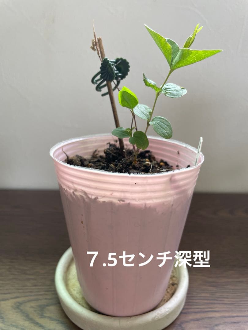 クレマチス　実生苗　這沢　1苗 — image 4