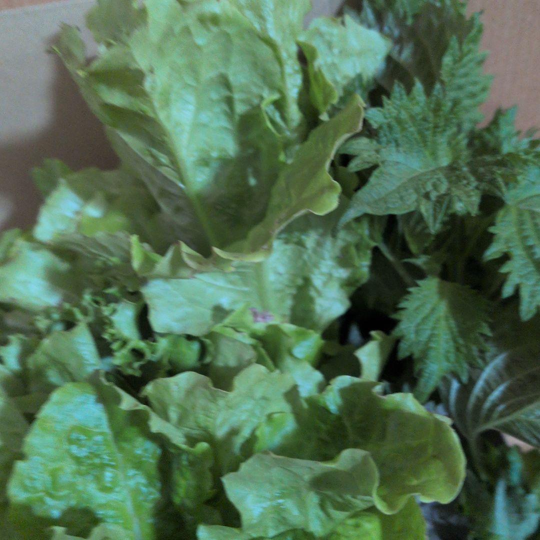 新鮮野菜詰め合わせ レタス 多め — image 2