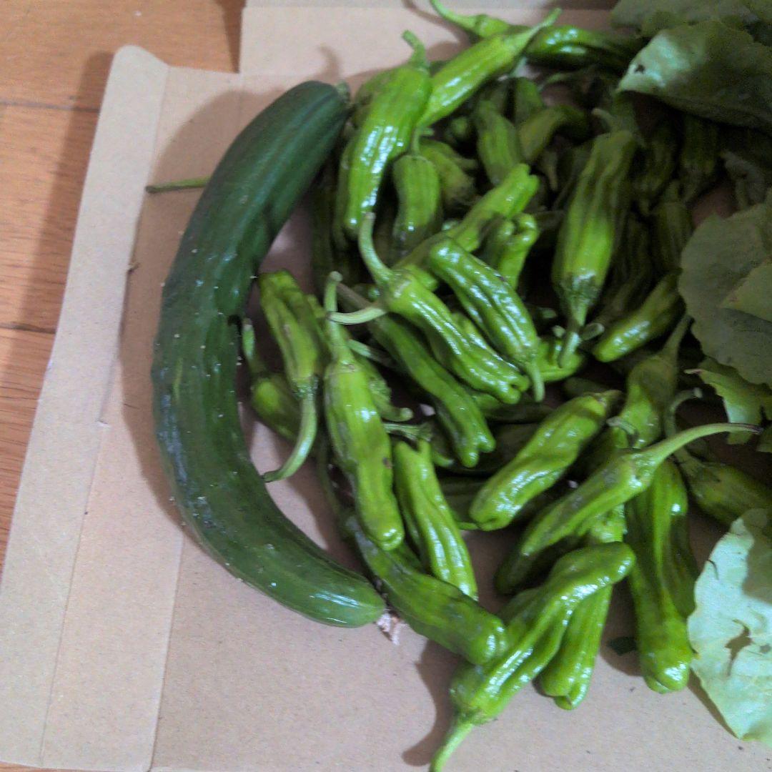 新鮮野菜詰め合わせ レタス 多め — image 3