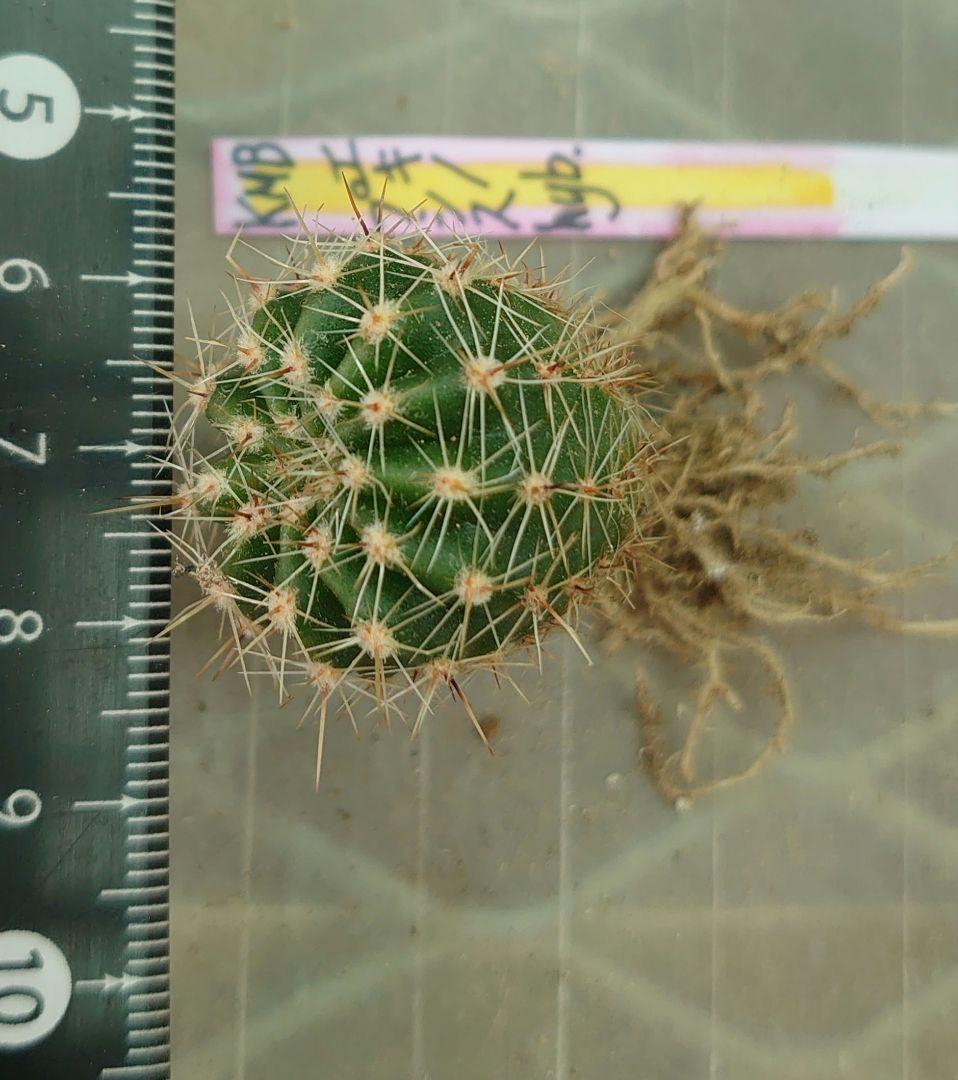 花サボテン 「KMB」 カキ子１つ バイカラー美花 サボテン — image 3