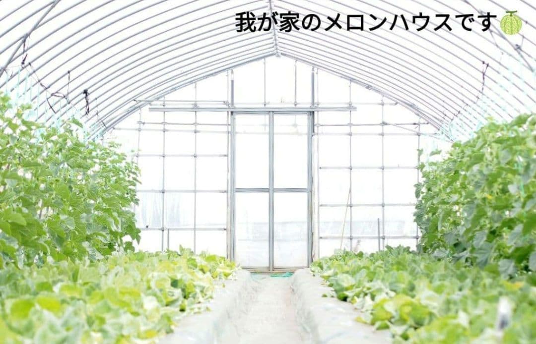幻のメロン 優香 3Lサイズ 4個入り — image 2