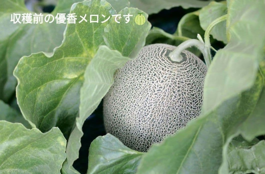 幻のメロン 優香 3Lサイズ 4個入り — image 3