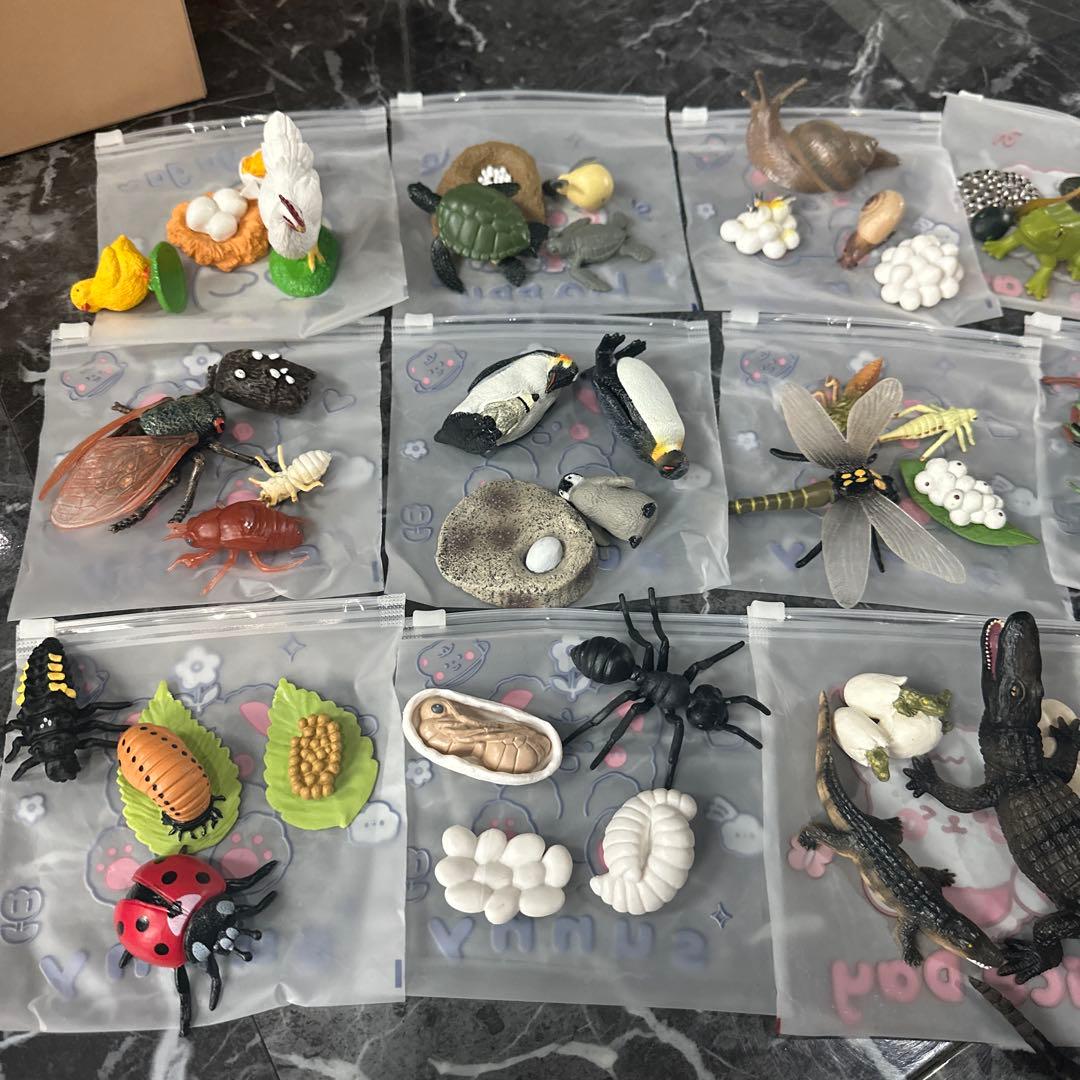 生物 成長過程 フィギュア セット 小学校受験教材 — image 2