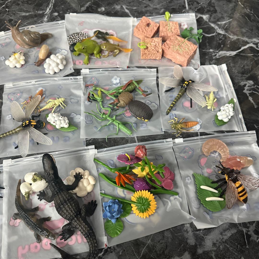 生物 成長過程 フィギュア セット 小学校受験教材 — image 3