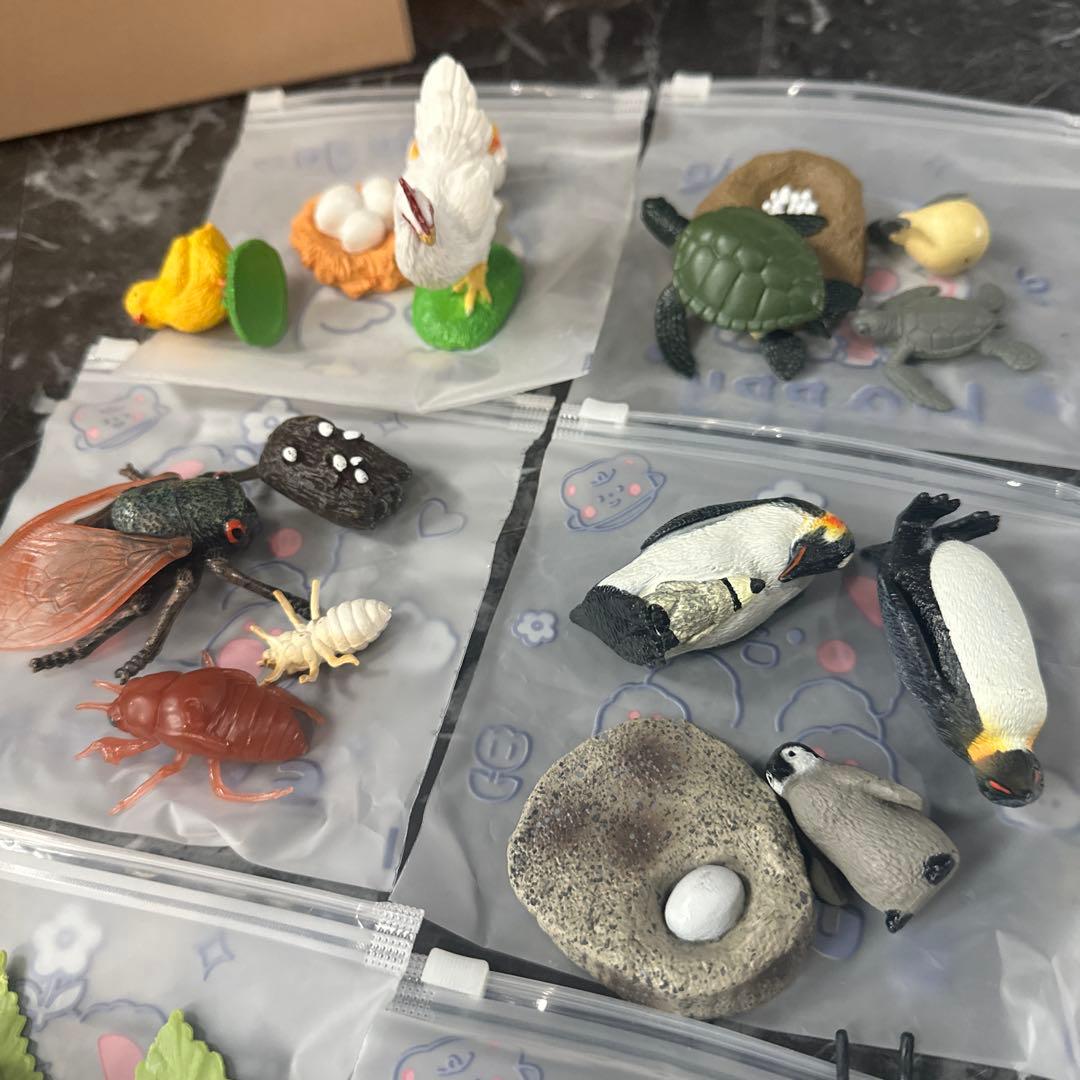 生物 成長過程 フィギュア セット 小学校受験教材 — image 4