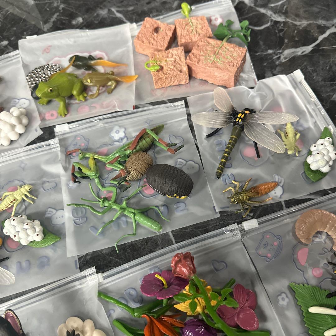 生物 成長過程 フィギュア セット 小学校受験教材 — image 5