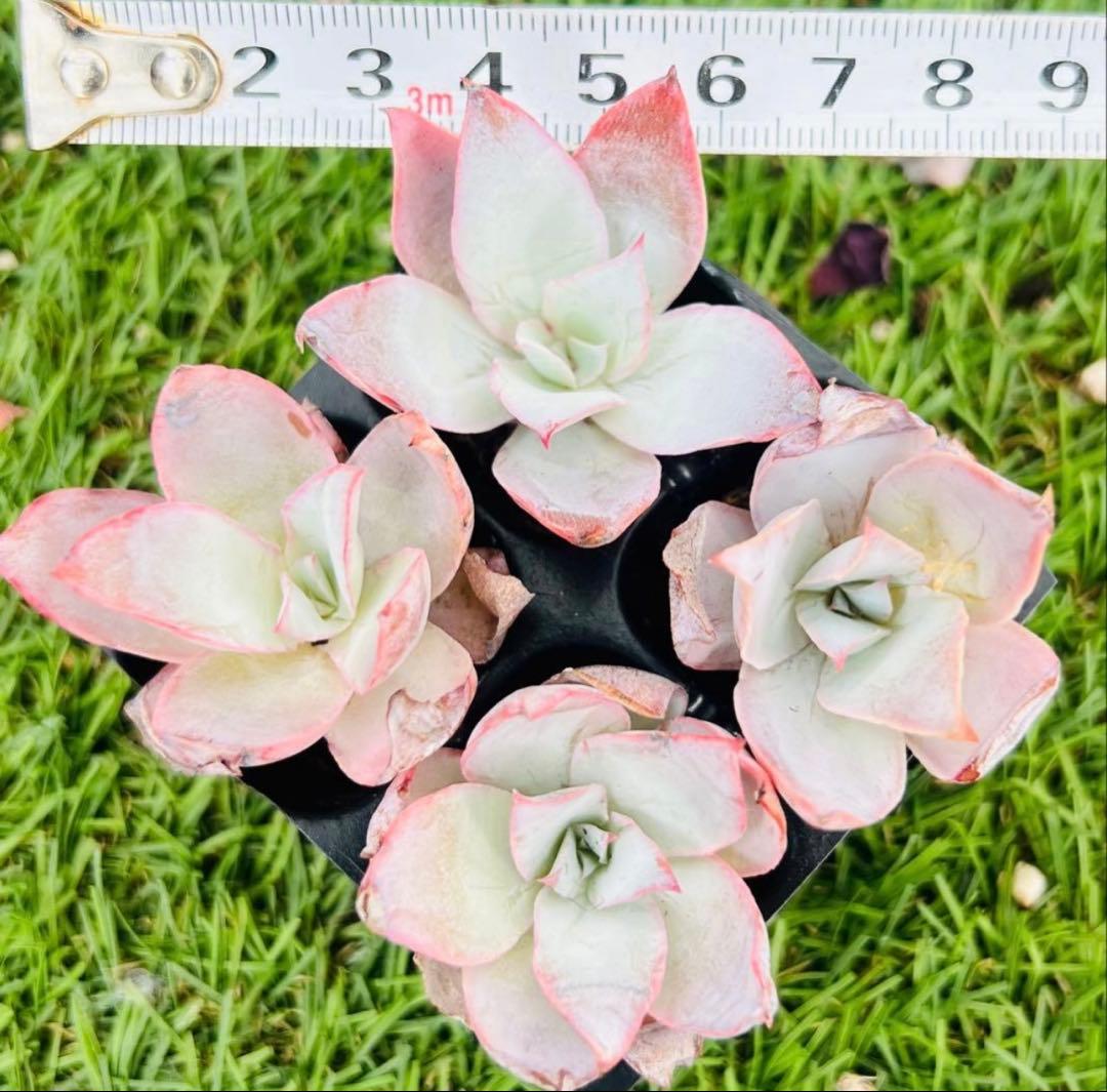 多肉植物　カンテ　1株 根土付き発送　4センチ前後 — image 2