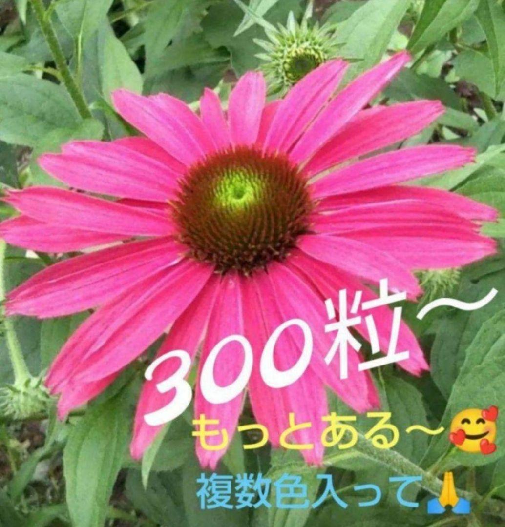☘️4016 ✿エキナセアの種MIX　暫く超増量中‼️770粒⁉️✖️３倍強❗️ — image 3