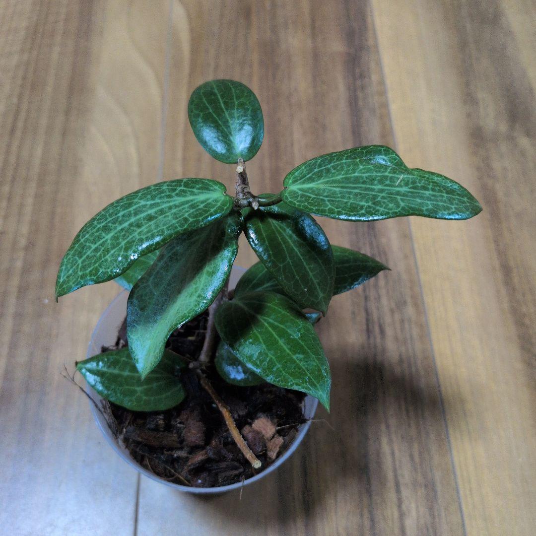 Hoya fitchii（6月27日発送予定） — image 2