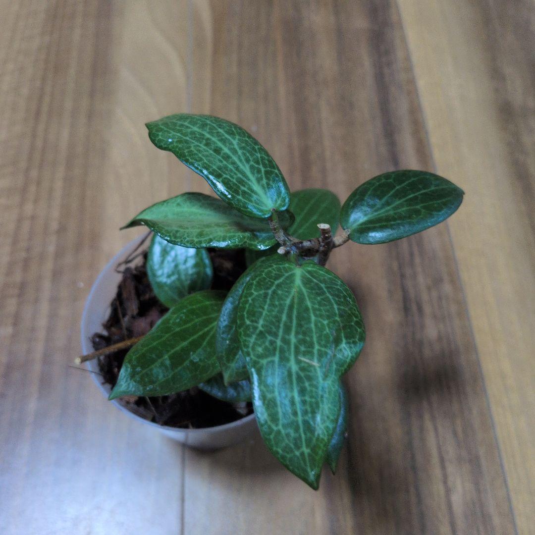 Hoya fitchii（6月27日発送予定） — image 3