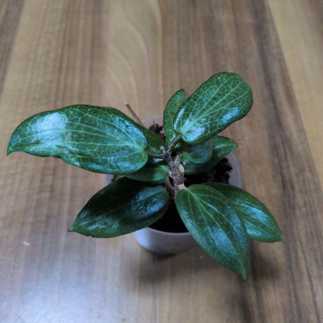 Hoya fitchii（6月27日発送予定） — image 4