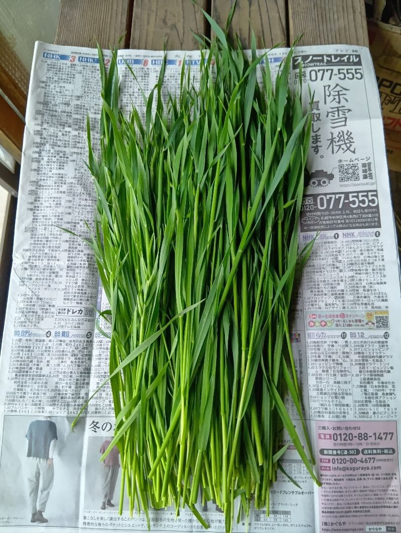 生牧草オ−ツヘイ★300g★訳あり★農薬、除草剤不使用 — image 2