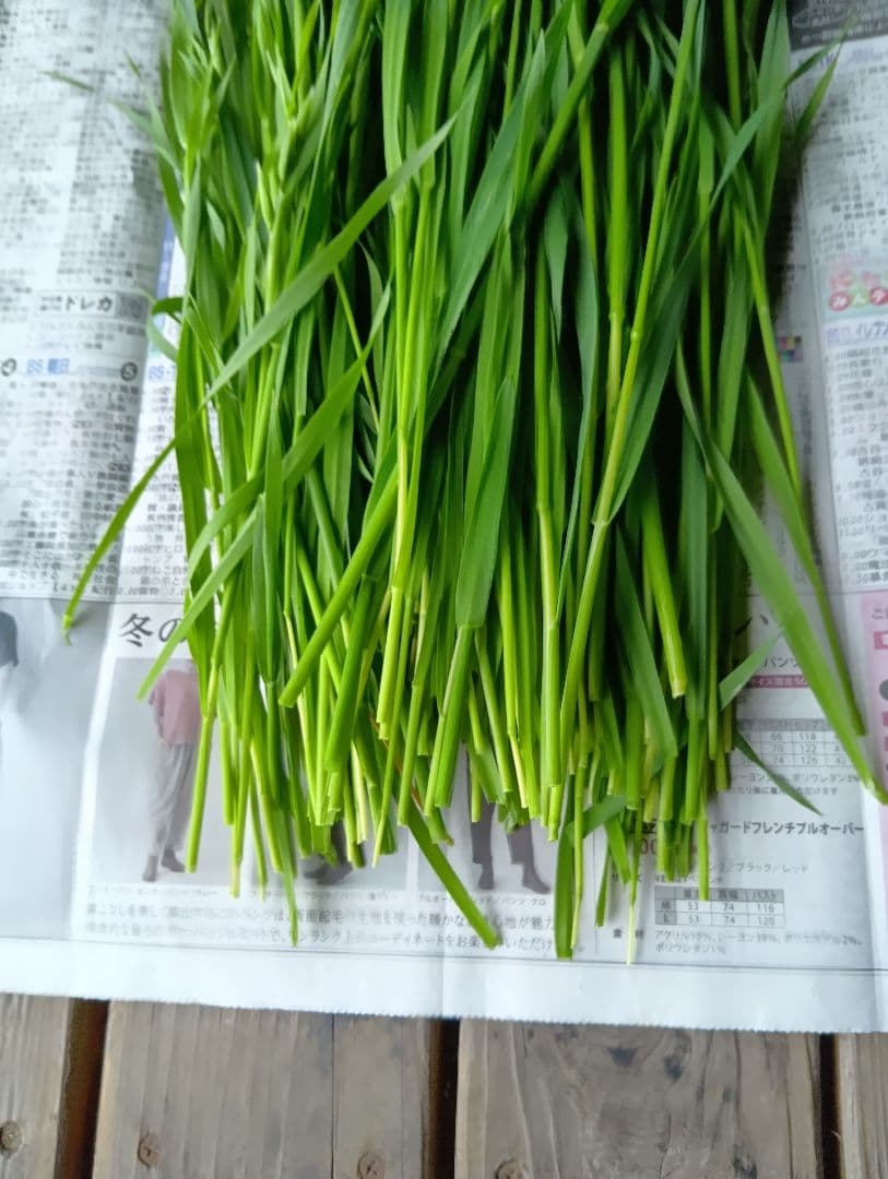 生牧草オ−ツヘイ★300g★訳あり★農薬、除草剤不使用 — image 4