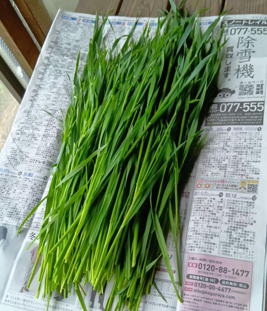 生牧草オ−ツヘイ★300g★訳あり★農薬、除草剤不使用 — image 5