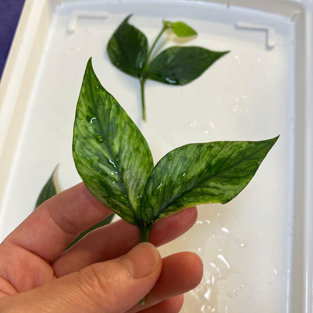 hoya polyneura splash トップカット　6/28まで — image 3
