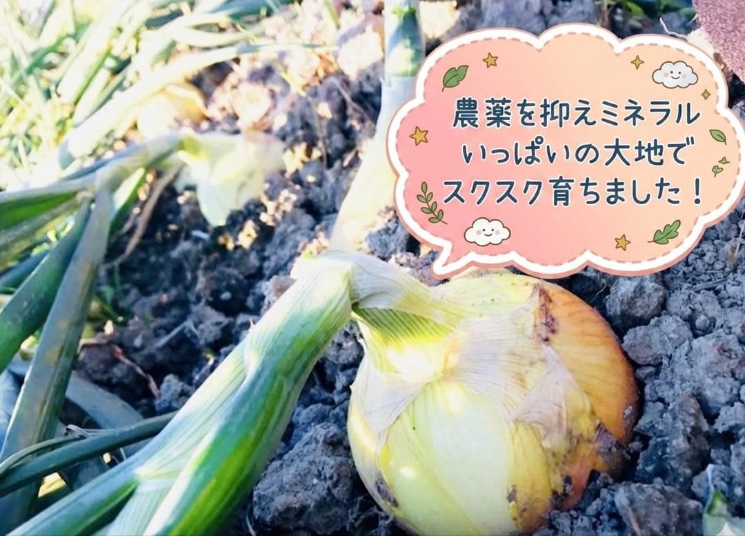 【秀品】淡路島減農薬玉ねぎ5kg玉ねぎネットプレゼント根・葉付きのため長期保存可 — image 4