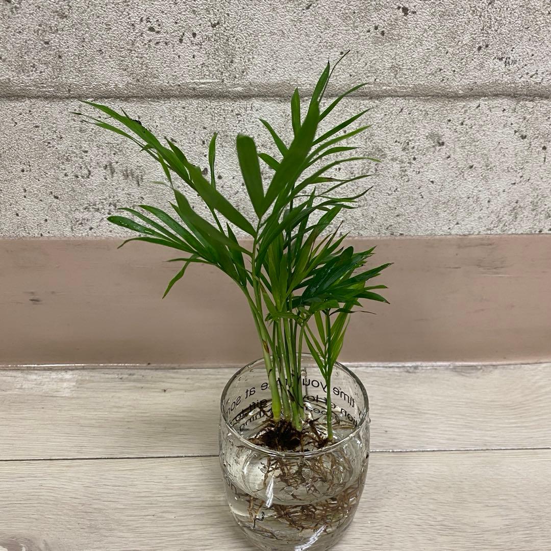 早い者勝ち‼️【❤️人気観葉植物❤️】テーブルヤシ　５株　水耕栽培 — image 2