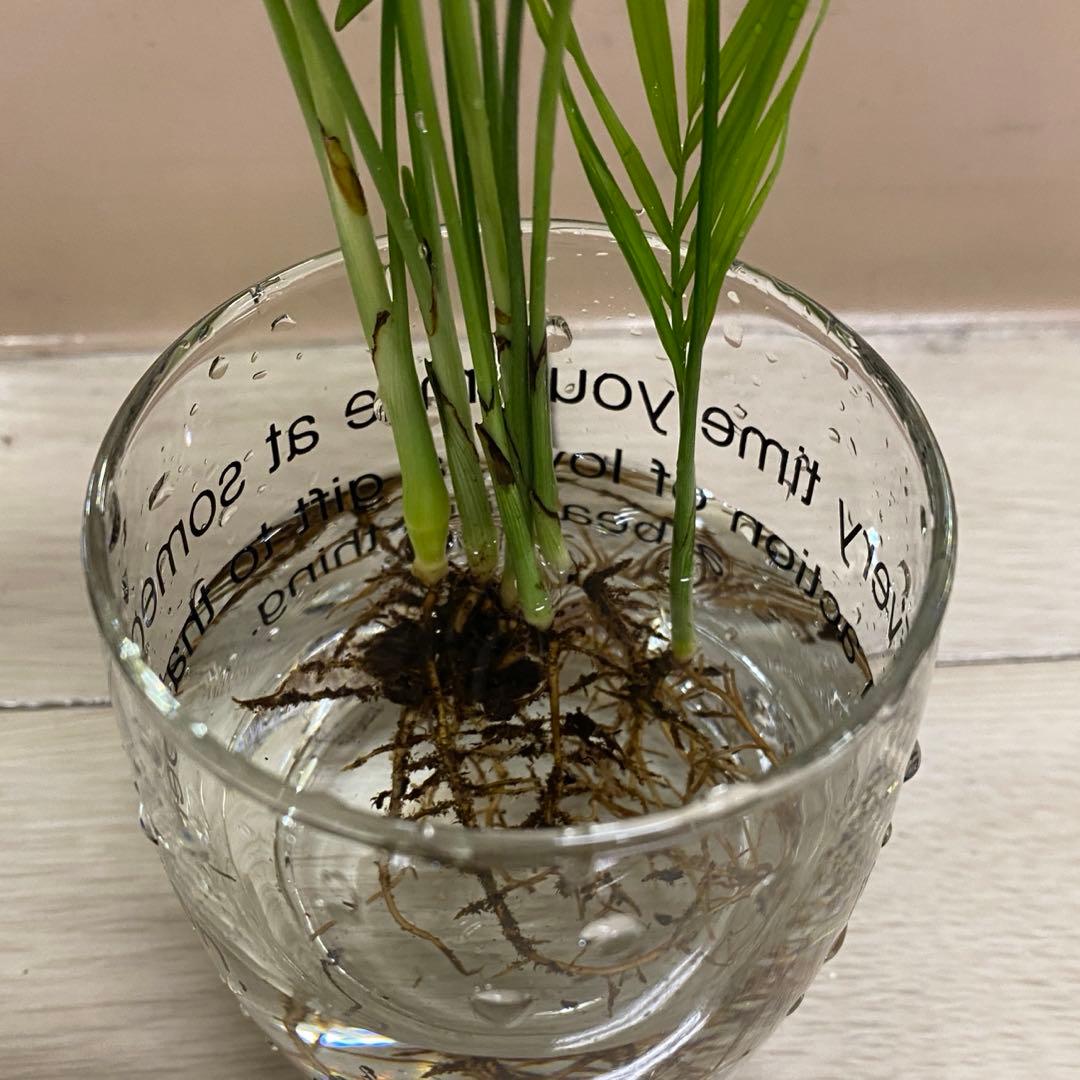 早い者勝ち‼️【❤️人気観葉植物❤️】テーブルヤシ　５株　水耕栽培 — image 3
