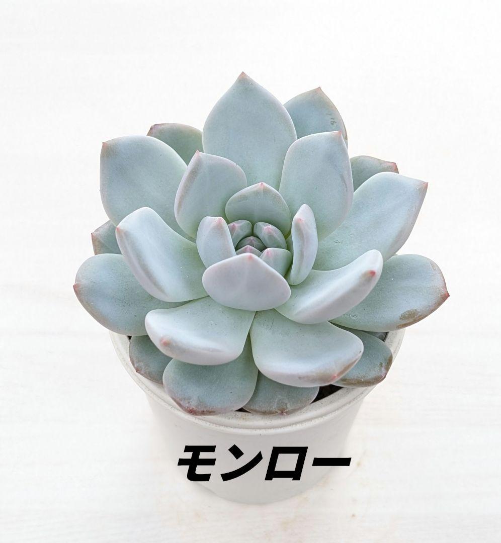 MKJ様 リクエスト 3点 まとめ商品 — image 2