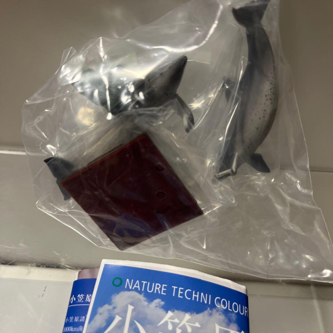 ネイチャーテクニカラー 小笠原特装版 ミナミハンドウイルカ — image 4