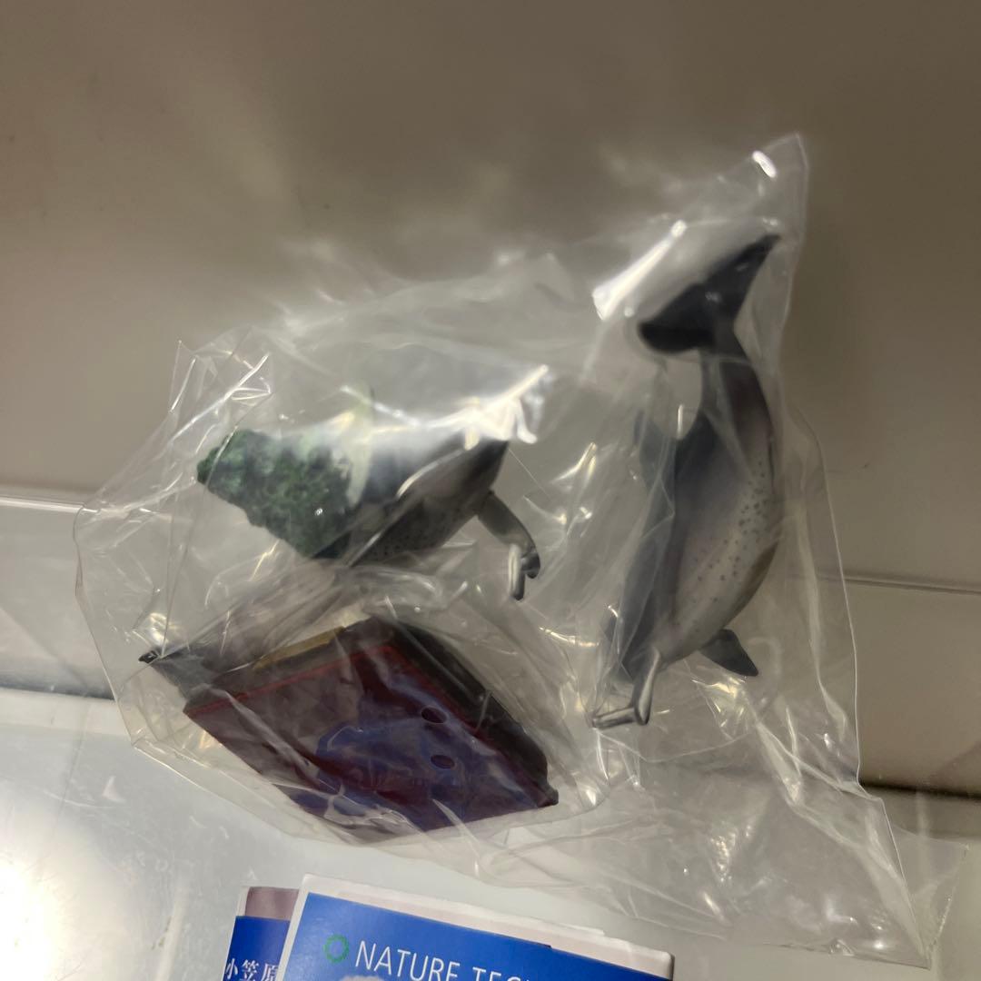 ネイチャーテクニカラー 小笠原特装版 ミナミハンドウイルカ — image 5