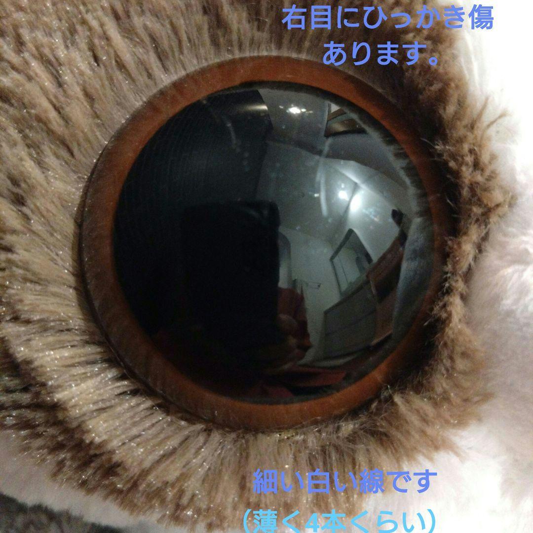 むっちりショウガラゴ　ウルトラBIG 【目に薄い線傷あります】 — image 4