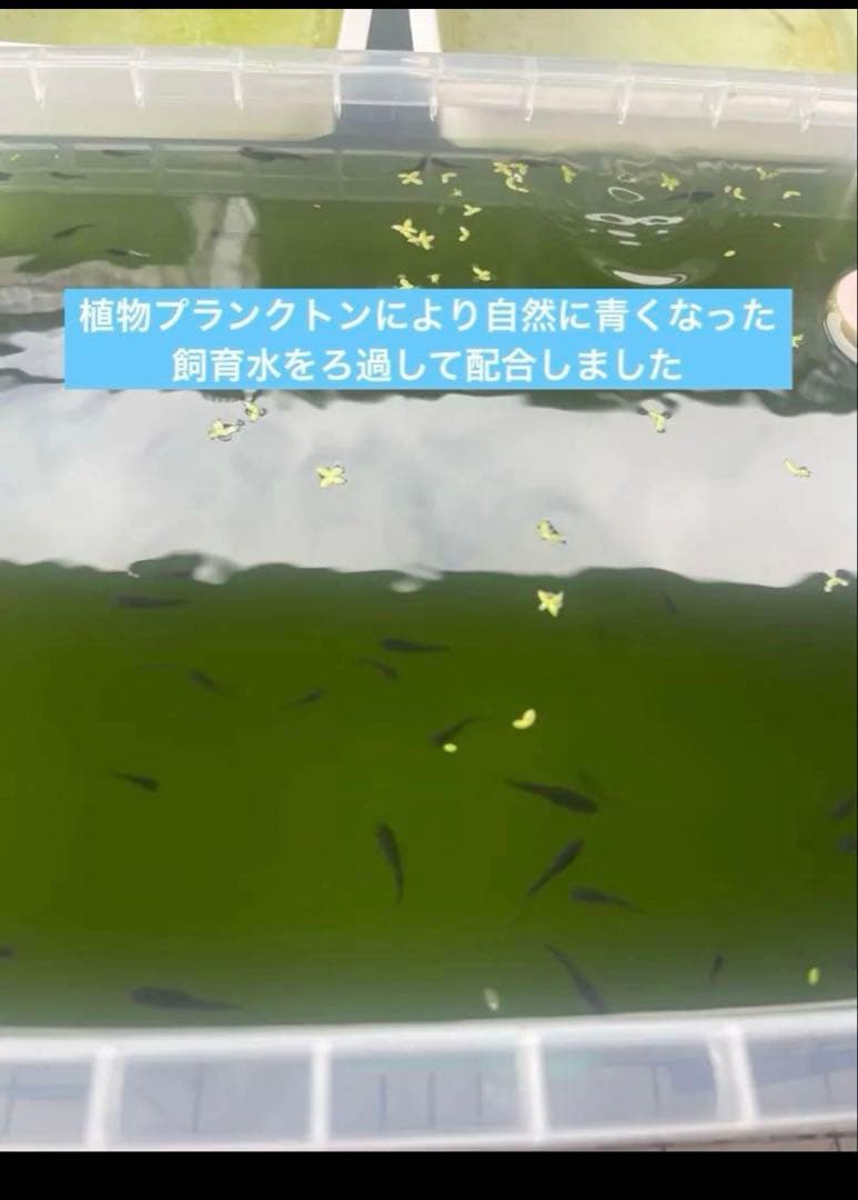 メダカ　針子スターターセット — image 3