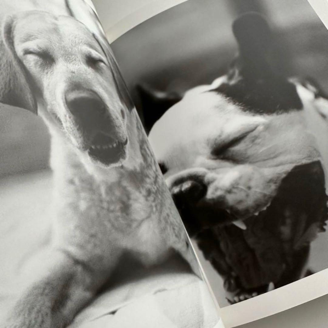 【帯付】奥村康人 写真集『Hi! Dear』犬 フォトブック インテリア — image 5