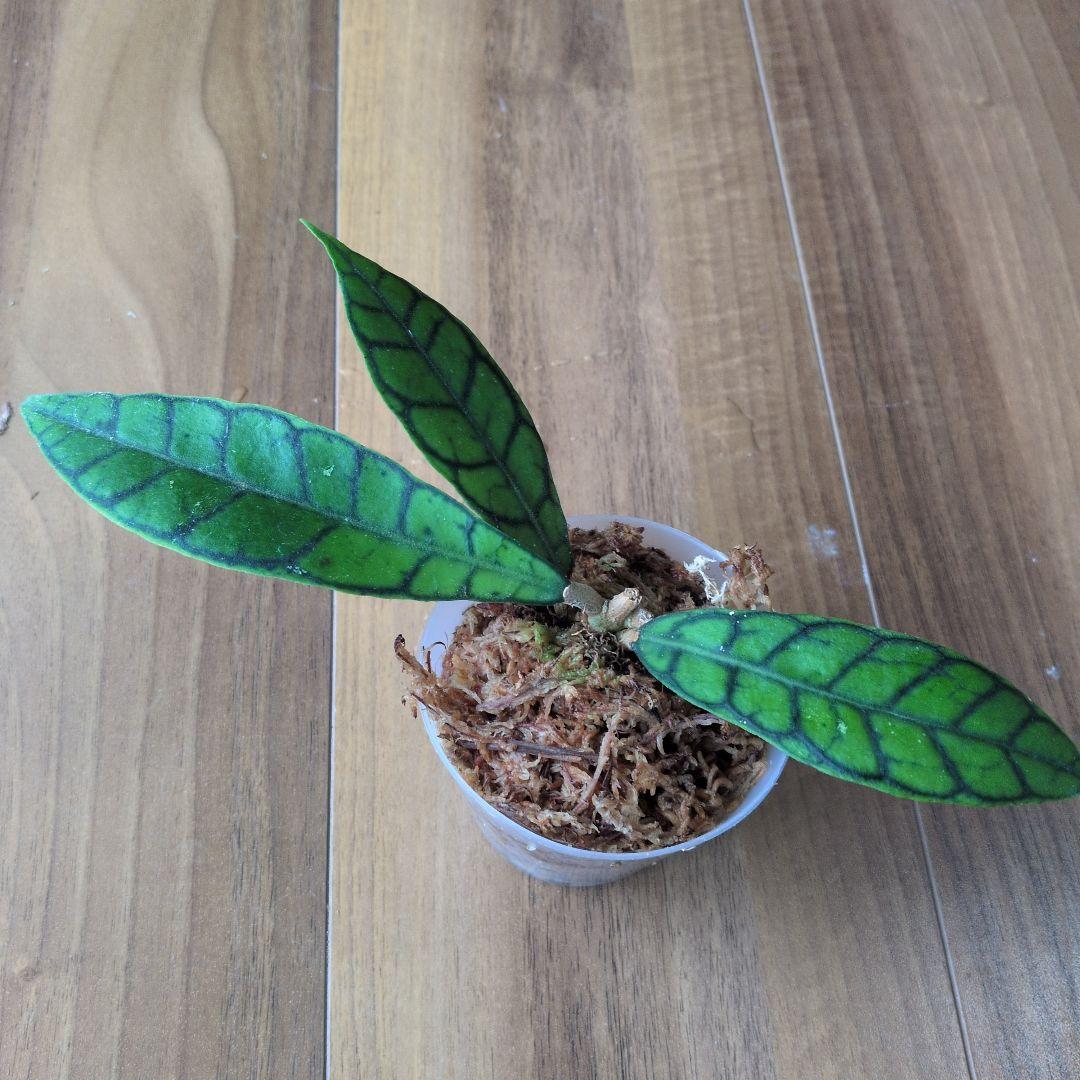 Hoya callistophylla — image 2