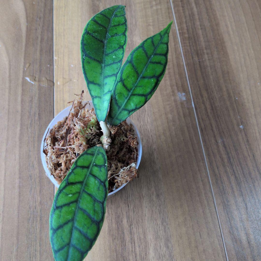 Hoya callistophylla — image 3