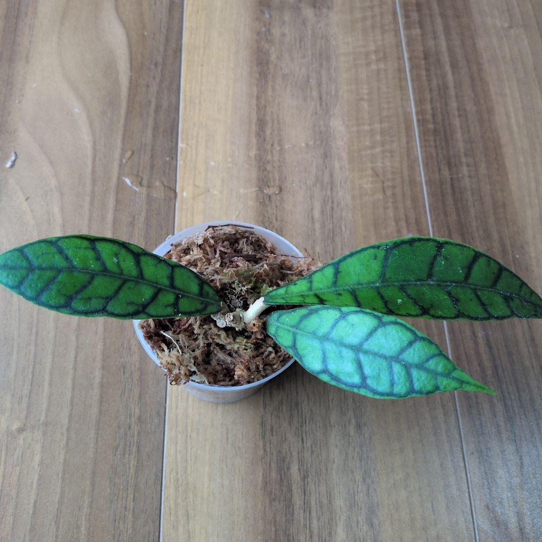 Hoya callistophylla — image 4