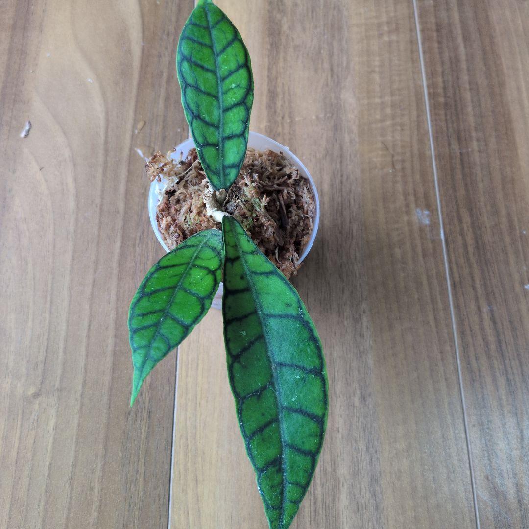 Hoya callistophylla — image 5