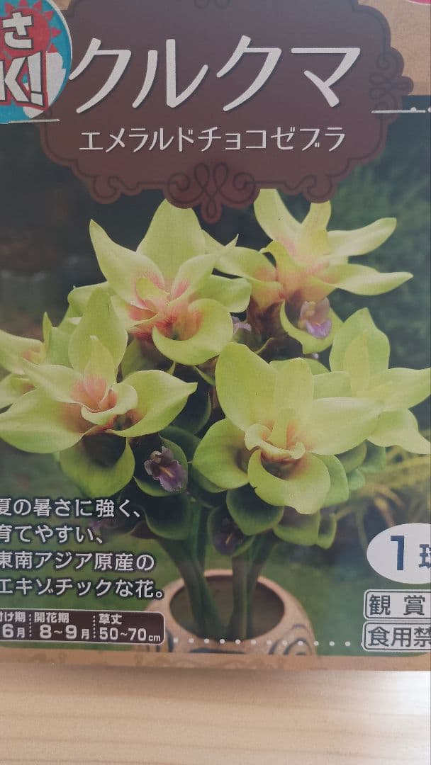 クルクマ エメラルドチョコゼブラ　1球 — image 2