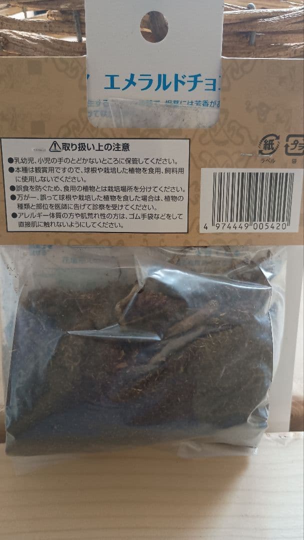 クルクマ エメラルドチョコゼブラ　1球 — image 3