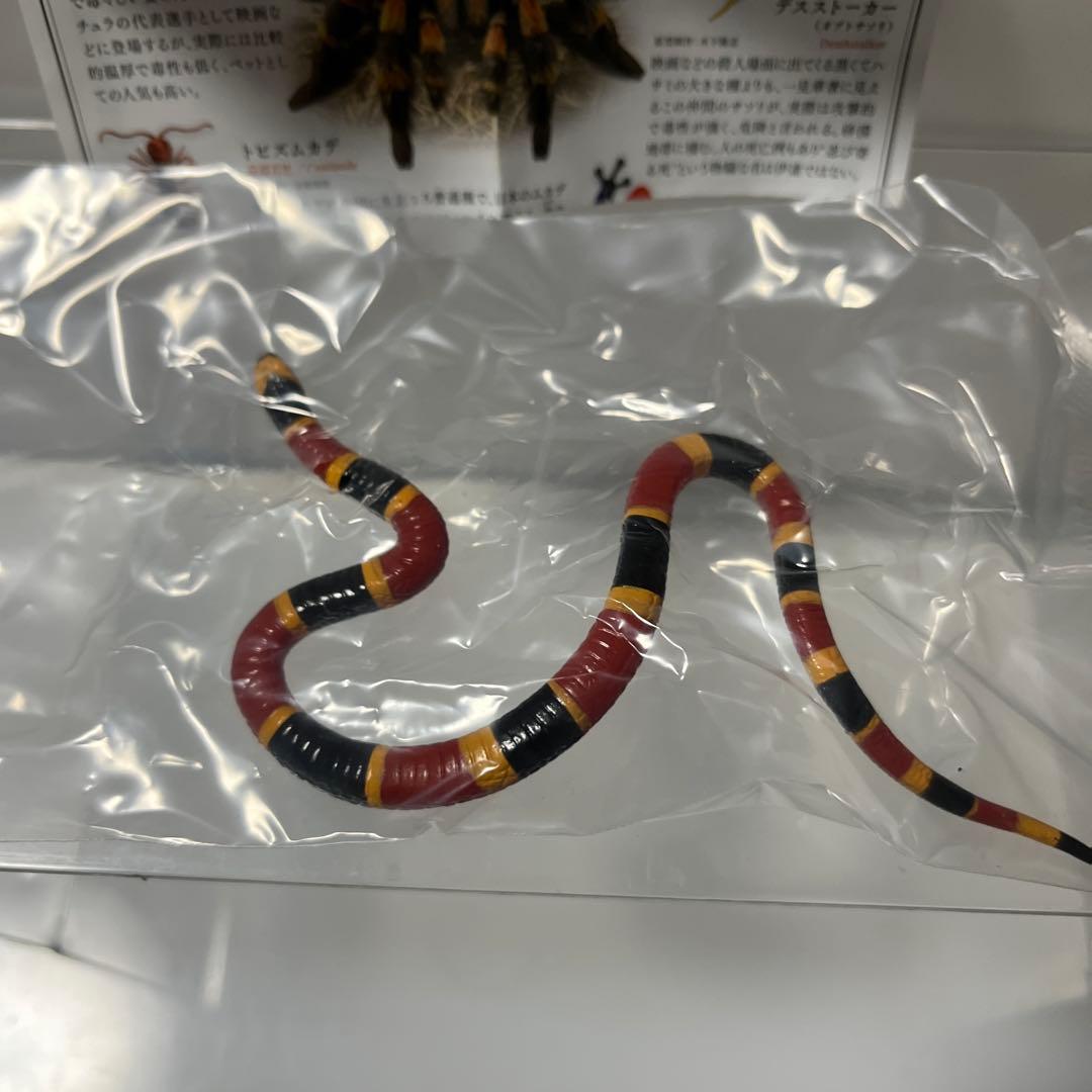 有毒危険動物大全 サンゴヘビ — image 2