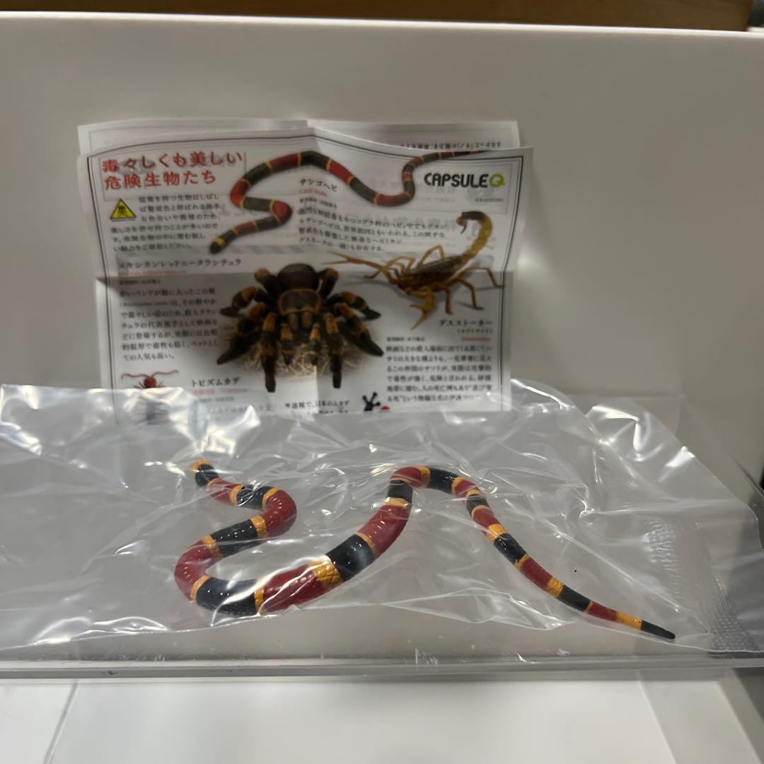 有毒危険動物大全 サンゴヘビ — image 3