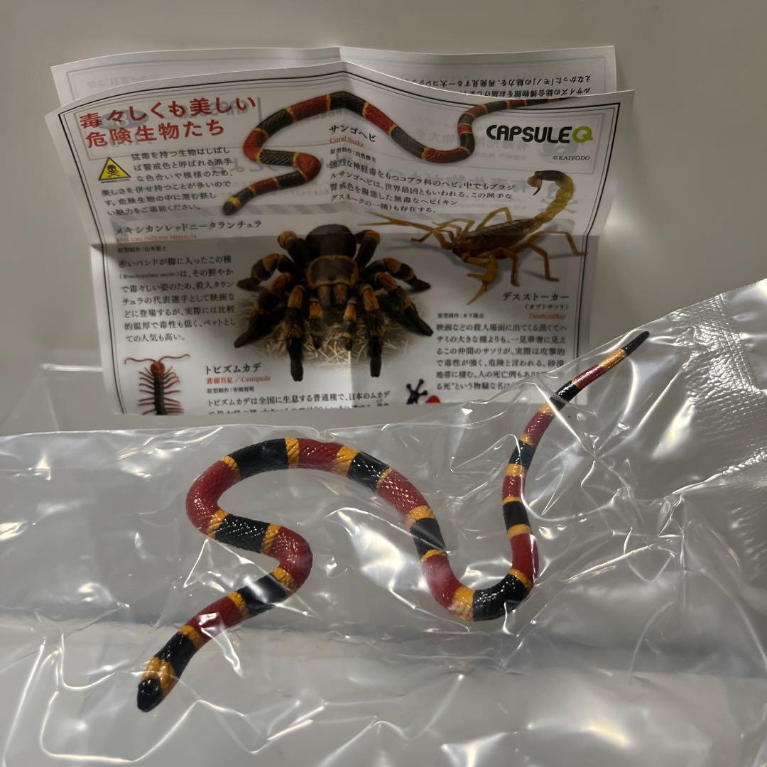 有毒危険動物大全 サンゴヘビ — image 4