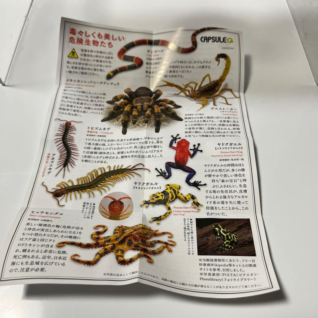 有毒危険動物大全 サンゴヘビ — image 5
