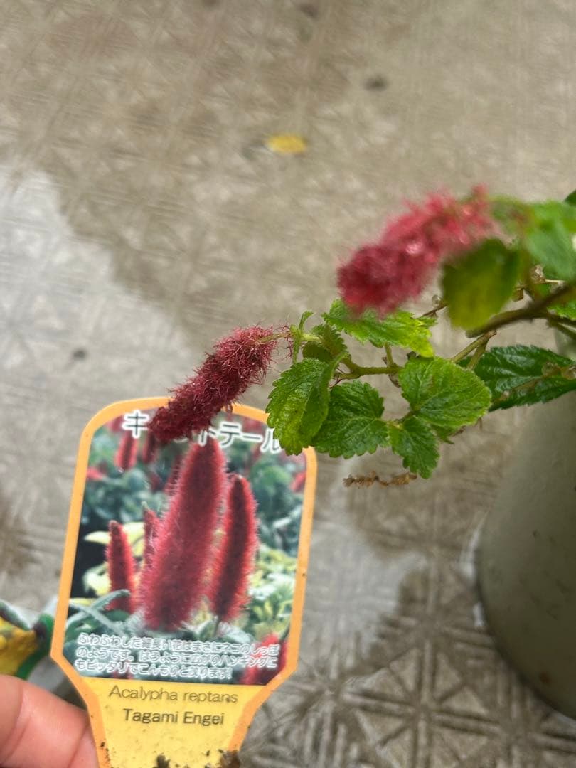 キャットテール Acalypha reptans 苗 — image 2