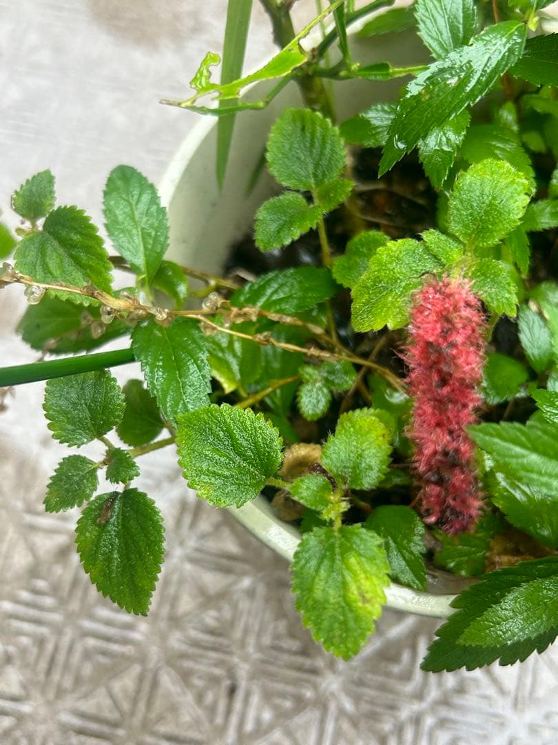 キャットテール Acalypha reptans 苗 — image 3