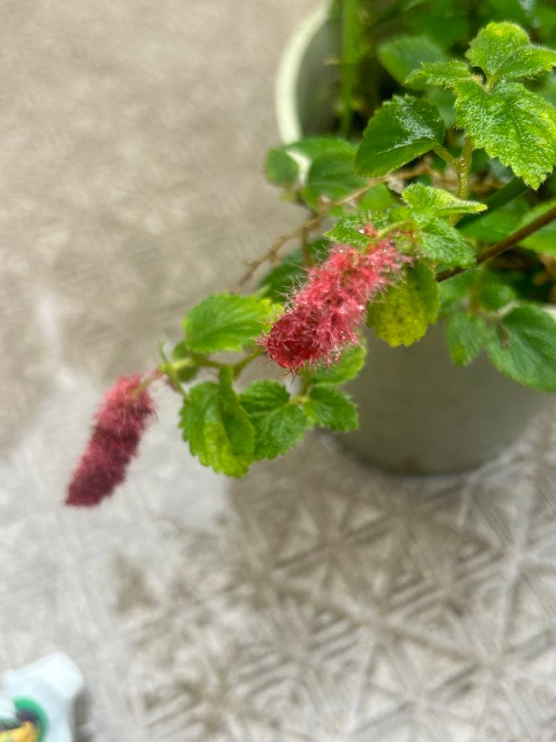 キャットテール Acalypha reptans 苗 — image 4