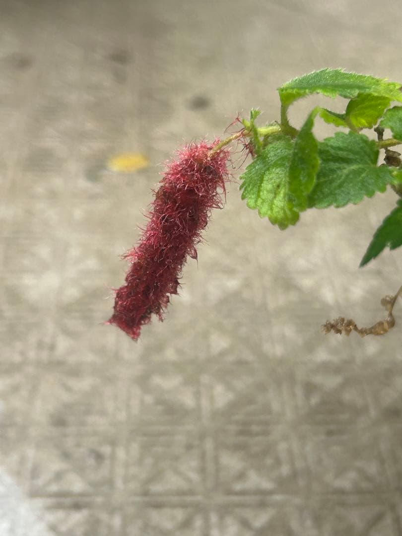 キャットテール Acalypha reptans 苗 — image 5